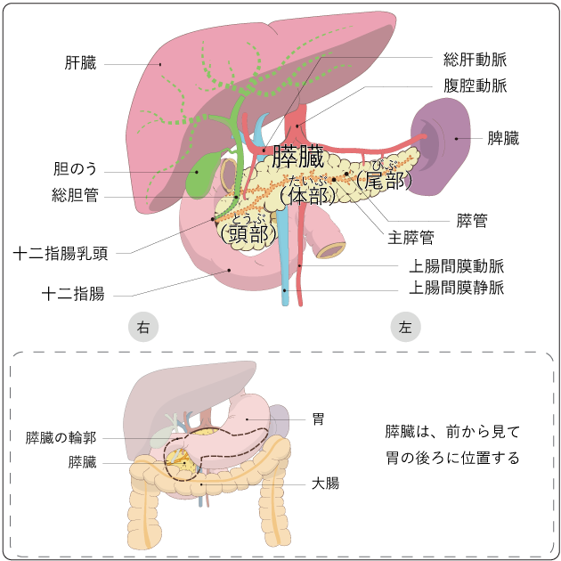 華麗 がん研スタイル 癌の標準手術 膵癌・胆道癌 その他 | hkey.com.br